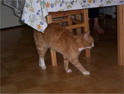 kissa